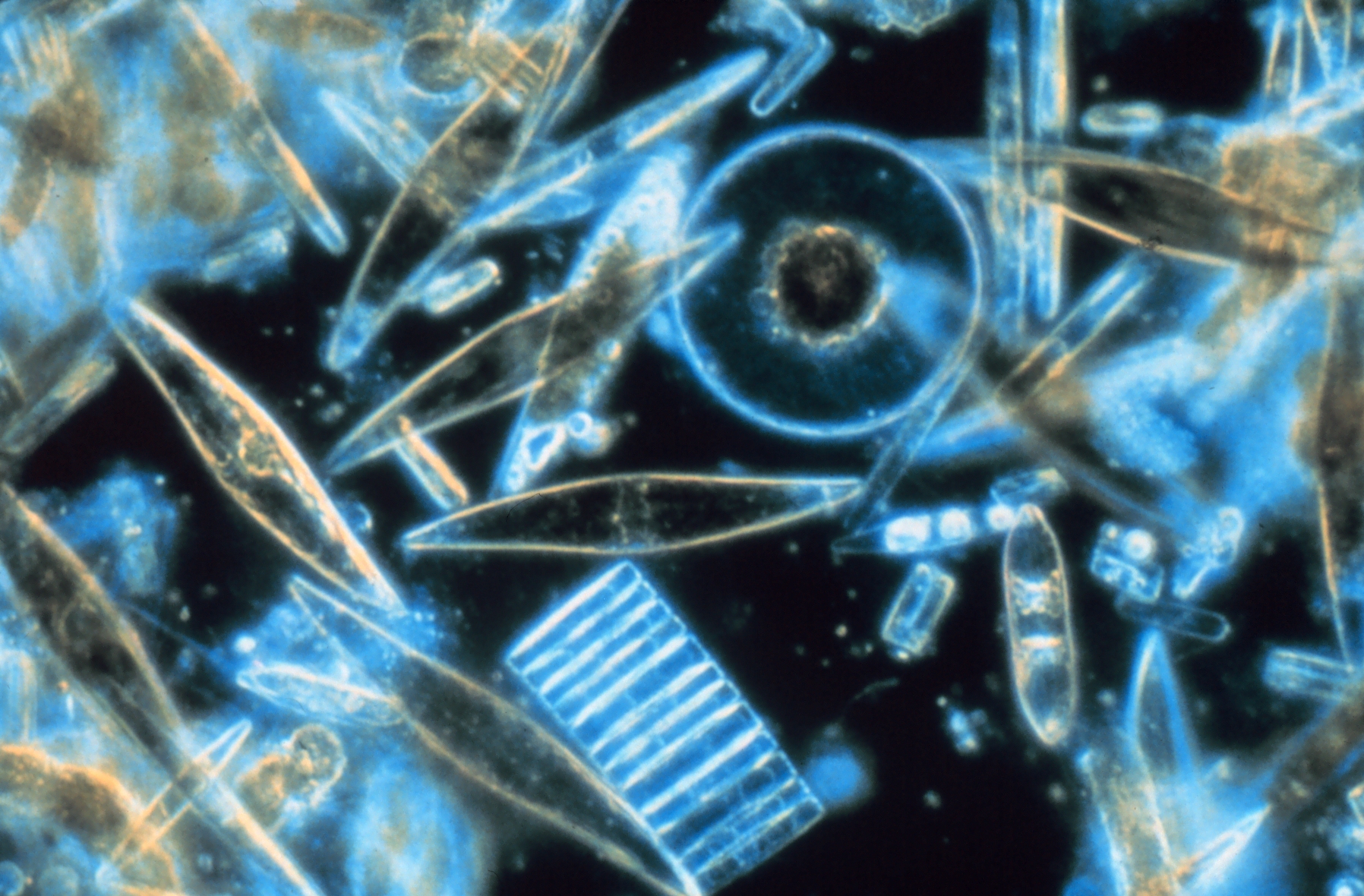 Observation au microscope de phytoplancton marin (diatomées)